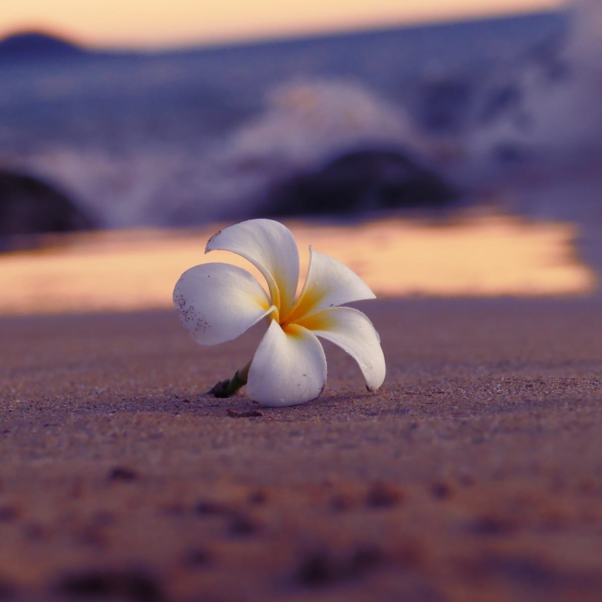 Flower on a Beach